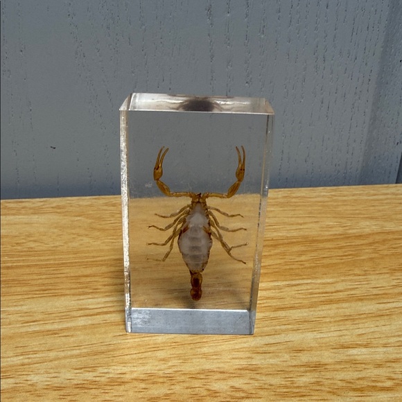 Scorpion Paperweight 🦂 - Picture 6 of 15